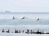 IMG_6948_bentn_dk