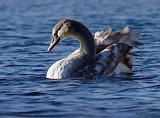 IMG_8716_bentn_dk