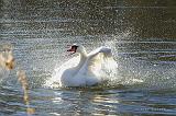 P2148529_bentn_dk