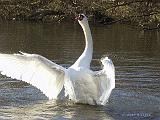 P2148533_bentn_dk