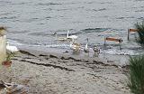PB074682_bentn_dk