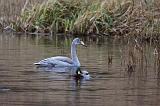 IMG_8413_bentn_dk