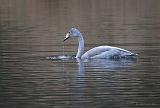 IMG_8432_bentn_dk