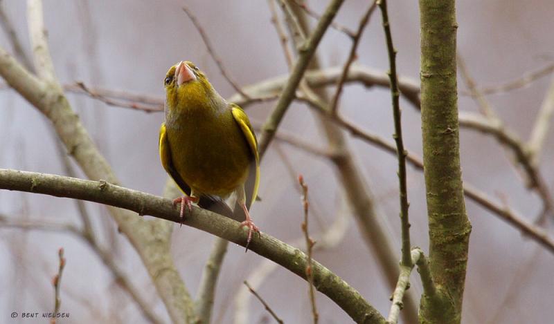 IMG_5947_bentn_dk.jpg - Mølleåen 1 april 2010