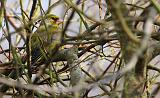 IMG_5753_bentn_dk