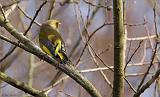 IMG_5885_bentn_dk