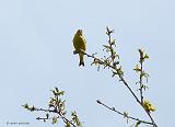 P1360292_bentn