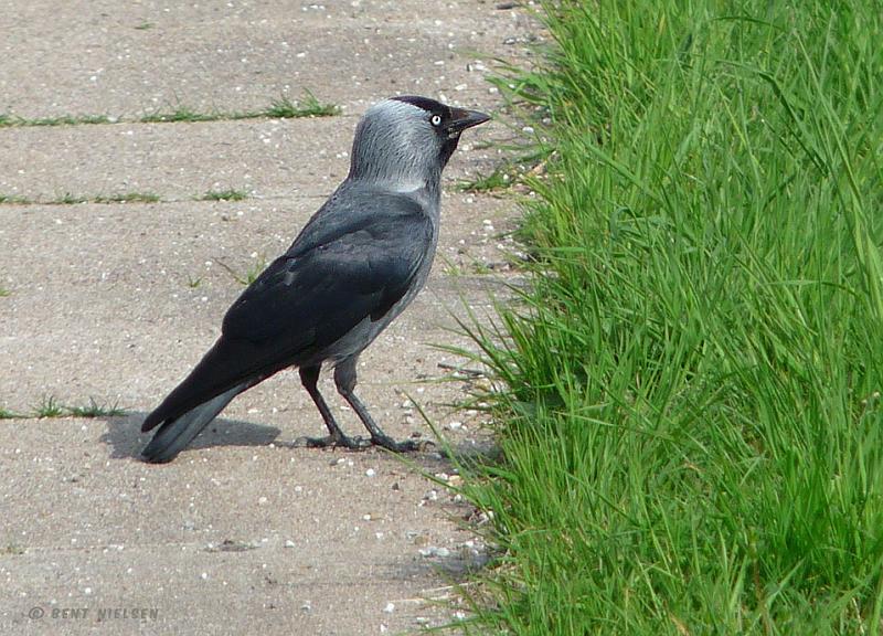 P1350191_bentn_dk.jpg - 28-04 2009