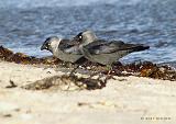 P2028077_bentn_dk