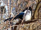 P1200223_bentn_dk