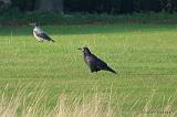 P1020381_bentn_dk