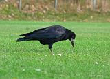 P1410318_bentn_dk