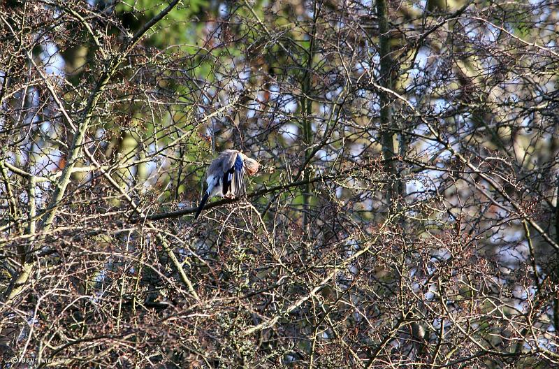 IMG_8815_bentn_dk.jpg - Ved Mølleåen, 7 April 2010.- Spottede denne skovskade i det fjerne...