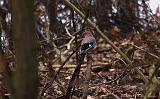 IMG_3759_bentn_dk