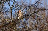 IMG_8919_bentn_dk
