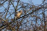 IMG_8991_bentn_dk
