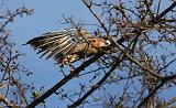 IMG_9144_bentn_dk