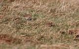 IMG_2896_bentn_dk