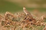 IMG_2944_bentn_dk