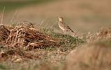 IMG_2974_bentn_dk