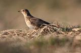 IMG_3054_bentn_dk