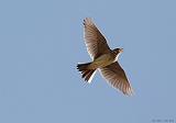 IMG_3457_bentn_dk