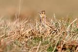 IMG_3627_bentn_dk
