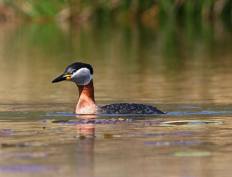 IMG_3392_bentn_dk.jpg - Jægersborg Dyrehave 02 maj 2013.- En Gråstrubet Lappedykker