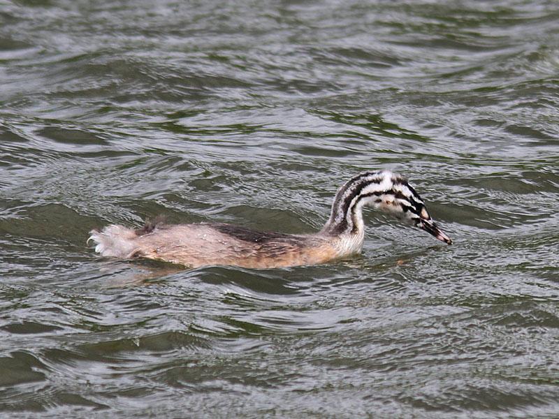 IMG_6110_bentn_dk.jpg - Utterslev Mose, ( Københavns nordvestlige del. ) den 1 juni 2012.- Toppet lappedykker Juv.