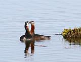 IMG_1679_bentn_dk