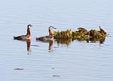 IMG_1684_bentn_dk