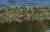 IMG_2547_bentn_dk