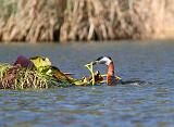 IMG_3189_bentn_dk