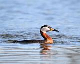 IMG_3430_bentn_dk