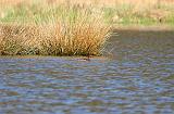 IMG_4816_bentn_dk
