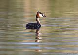 IMG_9054_bentn_dk
