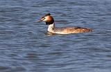 IMG_9697_bentn_dk