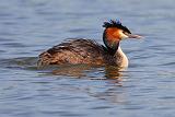 IMG_9815_bentn_dk