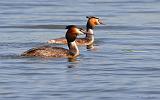 IMG_9834_bentn_dk