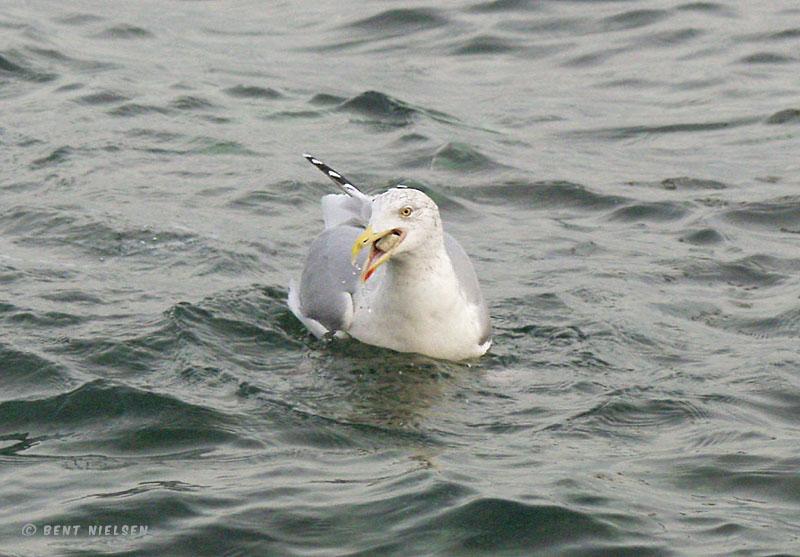 P1126983_bentn_dk.jpg - 12-01-08 Øresund.- Sølvmåge