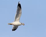 IMG_4756_bentn_dk