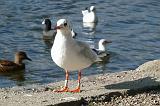 P1020064_bentn_dk