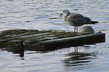 P1020102_bentn_dk