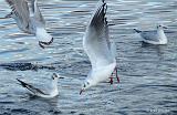 P1110215_bentn_dk