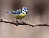 IMG_6494_bentn