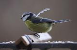 IMG_9294_bentn_dk
