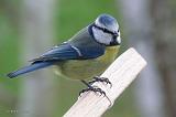 P1110373_bentn_dk