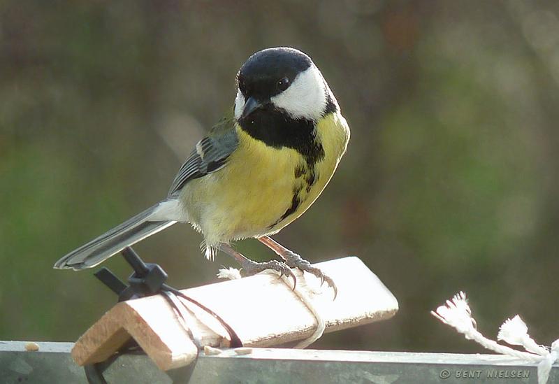 P1120224_bentn_dk.jpg
