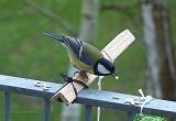 P1110688_bentn_dk