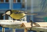 P1130341_bentn_dk